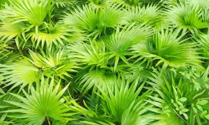 Hojas verdes vibrantes de palmera enana. El saw palmetto para que sirve, se usa en remedios naturales.