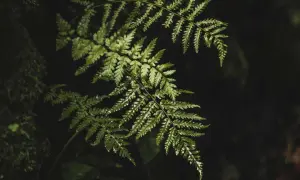 Hoja de helecho verde y húmeda, similar al Polypodium leucotomos, conocido por sus propiedades antioxidantes.