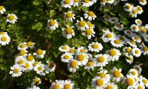 Un campo lleno de flores blancas con centros amarillos, que nos recuerdan qué es camomila.