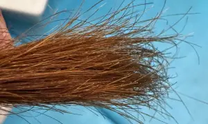 Un mechón de pelo castaño con algunas hebras que parecen blanqueadas, porque tengo las puntas del pelo blancas.