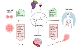 Diagrama del resveratrol y su rol en el cáncer. Se detallan sus efectos en el inicio, promoción y progresión, así como posibles resveratrol contraindicaciones.