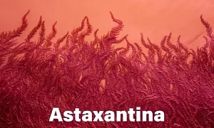 La astaxantina, un potente antioxidante, se muestra en forma de algas rojas vibrantes.