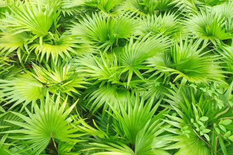 Hojas verdes vibrantes de palmera enana. El saw palmetto para que sirve, se usa en remedios naturales.