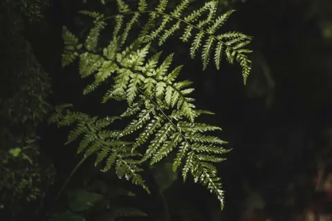 Hoja de helecho verde y húmeda, similar al Polypodium leucotomos, conocido por sus propiedades antioxidantes.
