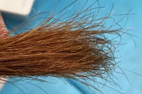 Un mechón de pelo castaño con algunas hebras que parecen blanqueadas, porque tengo las puntas del pelo blancas.