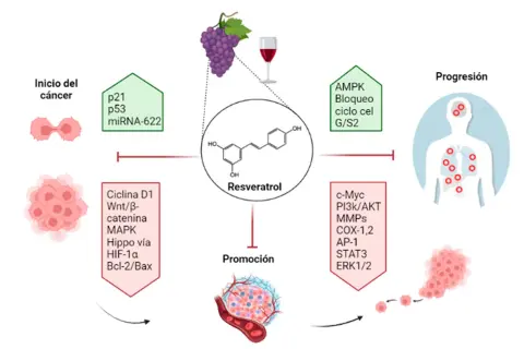 Diagrama del resveratrol y su rol en el cáncer. Se detallan sus efectos en el inicio, promoción y progresión, así como posibles resveratrol contraindicaciones.