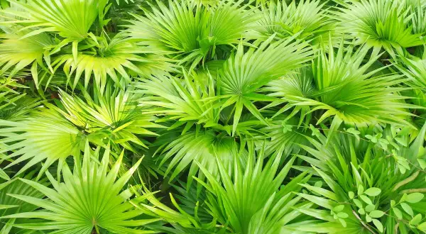 Hojas verdes vibrantes de palmera enana. El saw palmetto para que sirve, se usa en remedios naturales.