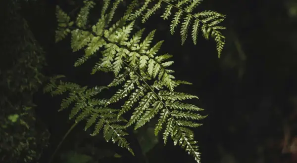 Hoja de helecho verde y húmeda, similar al Polypodium leucotomos, conocido por sus propiedades antioxidantes.