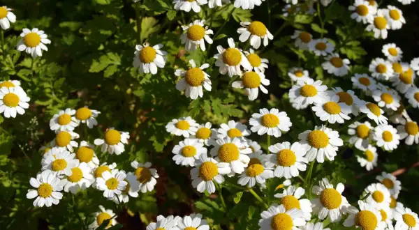 Un campo lleno de flores blancas con centros amarillos, que nos recuerdan qué es camomila.