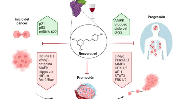 Diagrama del resveratrol y su rol en el cáncer. Se detallan sus efectos en el inicio, promoción y progresión, así como posibles resveratrol contraindicaciones.