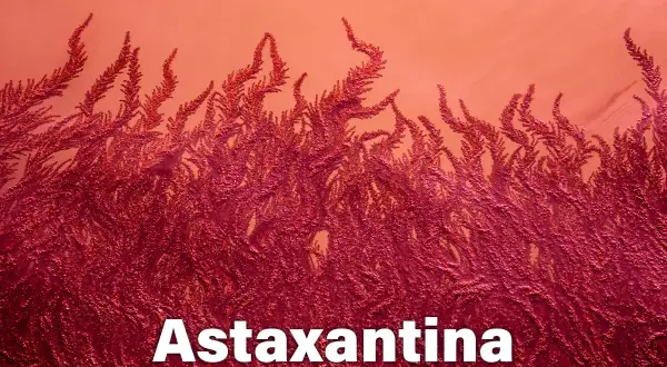La astaxantina, un potente antioxidante, se muestra en forma de algas rojas vibrantes.