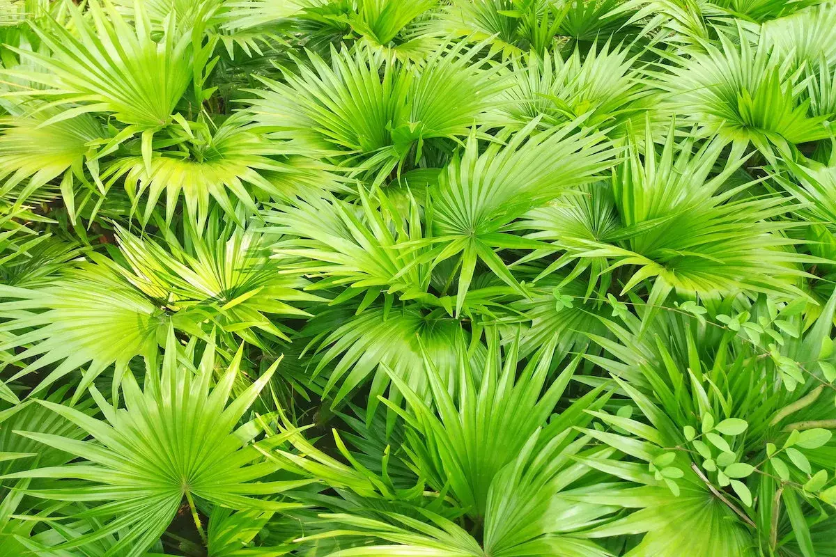 Hojas verdes vibrantes de palmera enana. El saw palmetto para que sirve, se usa en remedios naturales.