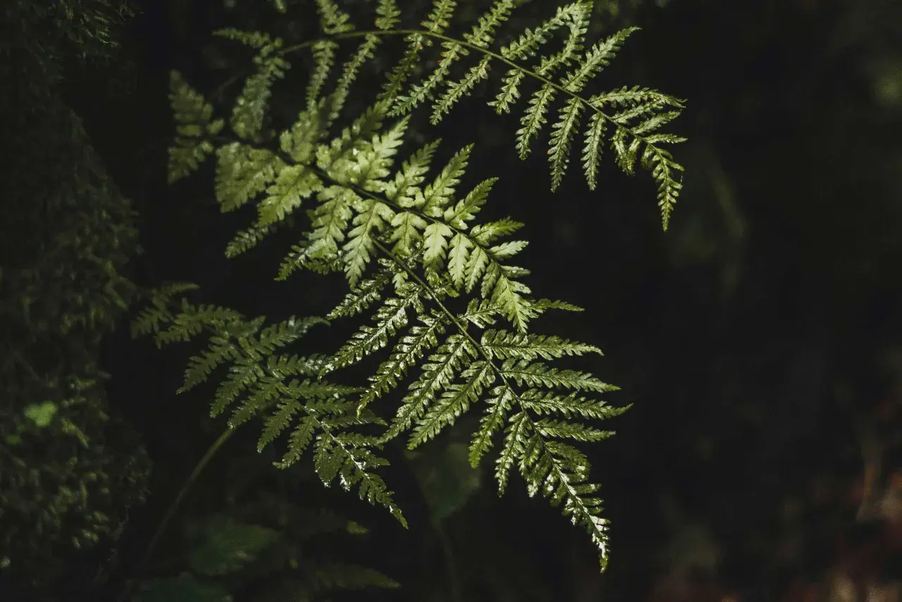 Hoja de helecho verde y húmeda, similar al Polypodium leucotomos, conocido por sus propiedades antioxidantes.