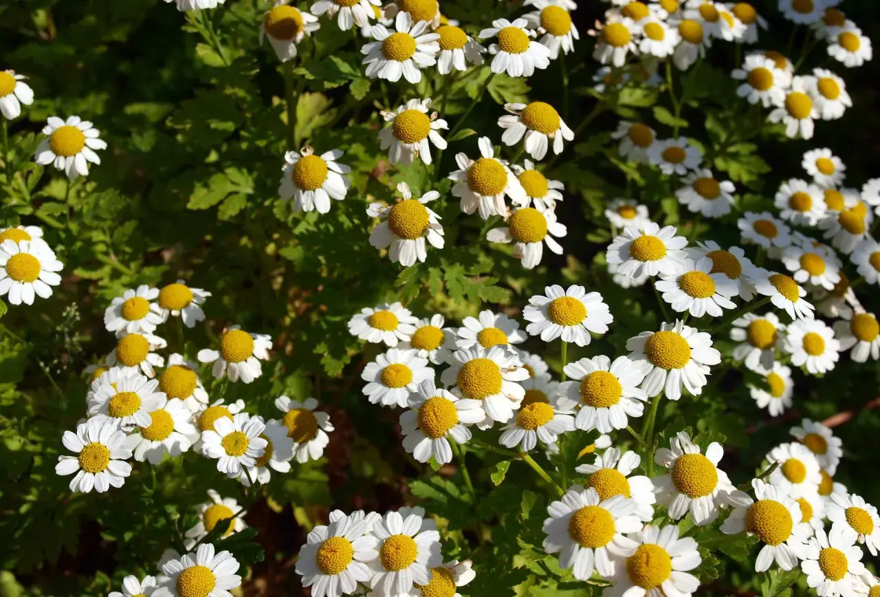 Un campo lleno de flores blancas con centros amarillos, que nos recuerdan qué es camomila.
