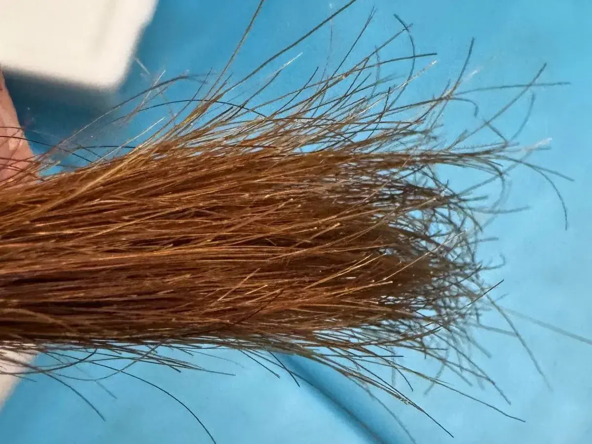 Un mechón de pelo castaño con algunas hebras que parecen blanqueadas, porque tengo las puntas del pelo blancas.