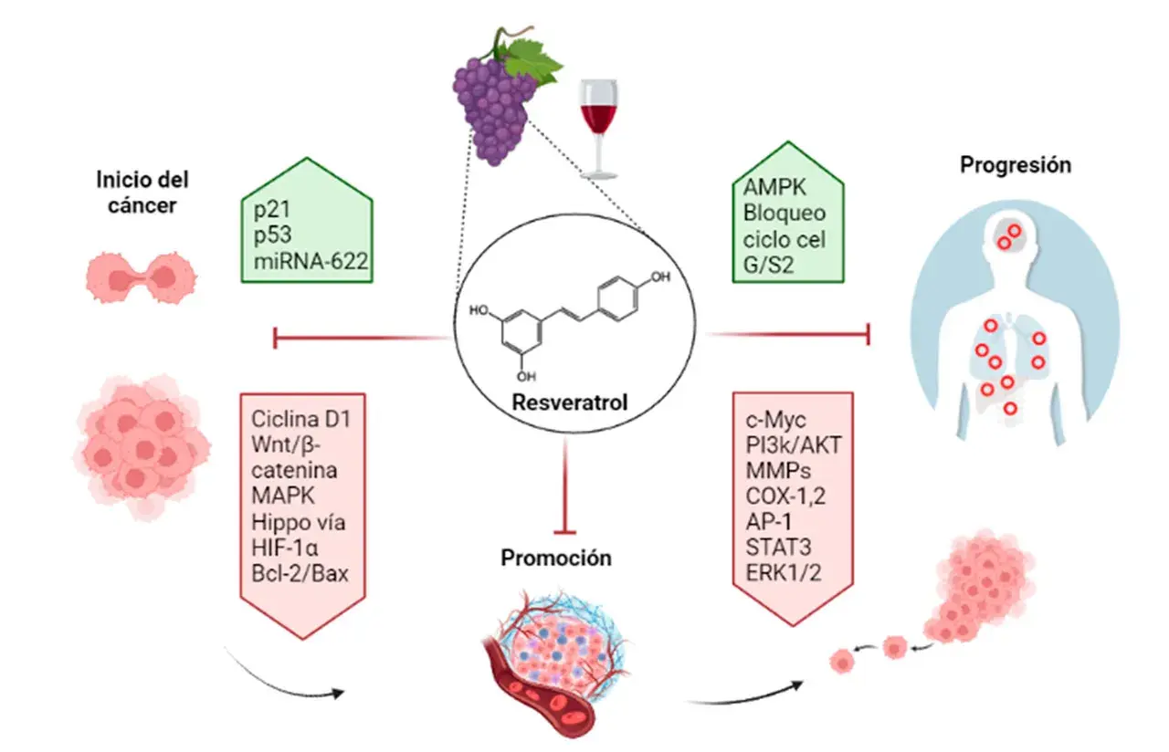 Diagrama del resveratrol y su rol en el cáncer. Se detallan sus efectos en el inicio, promoción y progresión, así como posibles resveratrol contraindicaciones.