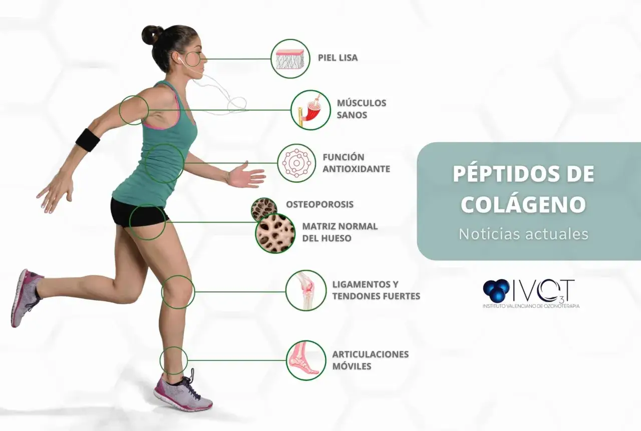 El col&aacute;geno para que sirve: piel lisa, m&uacute;sculos sanos, funci&oacute;n antioxidante, huesos fuertes, ligamentos y tendones firmes, articulaciones m&oacute;viles.