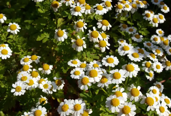 Un campo lleno de flores blancas con centros amarillos, que nos recuerdan qué es camomila.